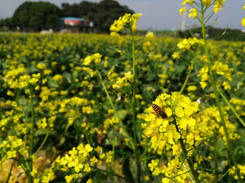 悲伤的绽放花