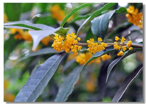 桂花对你开放