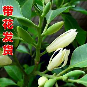 我的植物朋友白兰地
