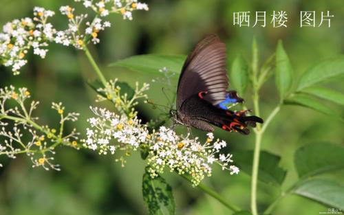 戏剧蝴蝶