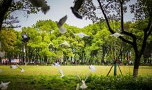 游鹅湖公园