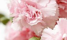 母爱滋润我的心田