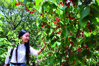 樱花之旅