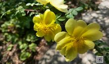 藏匿于晚风中的幸福