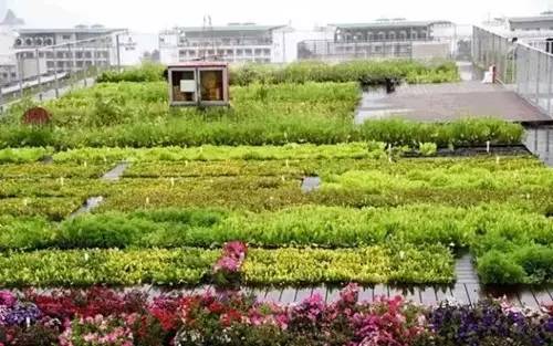 来，跟我来在屋顶上种菜