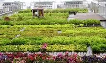 来，跟我去屋顶种菜吧