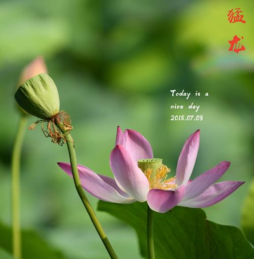 莲花
