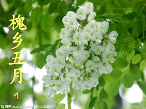 愿乡镇