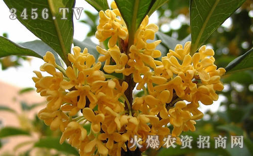 桂花树秘密