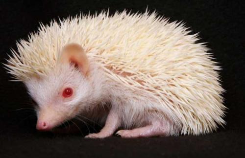 如果刺猬没有刺伤