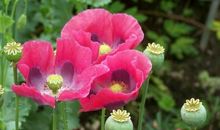 希望之花在感恩中萌生