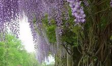 感恩的花开人生的路上