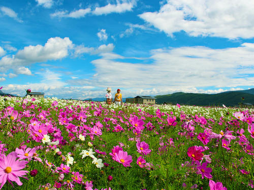 花的花