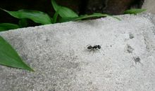 一只临死蚂蚁的自述