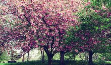 我是一棵开花的树