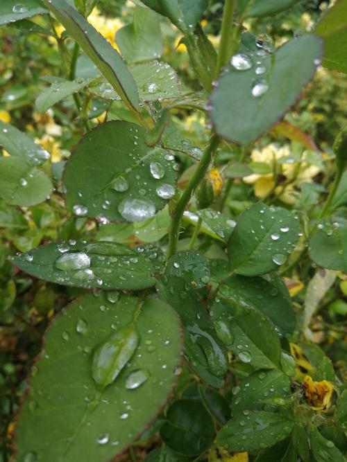 多雨的友谊