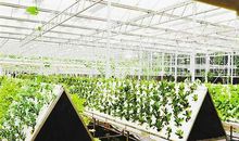 神奇的气雾栽培