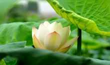 生活让我学会静心