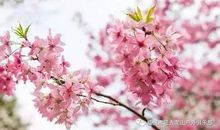 感恩的花开在八十里的路上