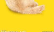 守护神——金毛_800字