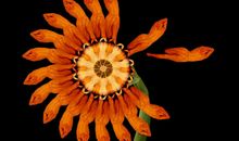 细细绽放绝美之花