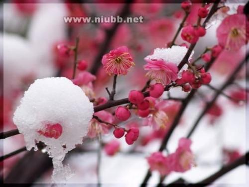 雪在雪和棕色
