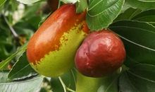 是番茄还是枣子