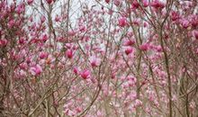 感恩的花，开在荡漾青春的路上