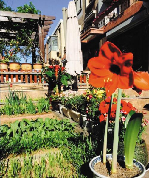 我家里的菜园