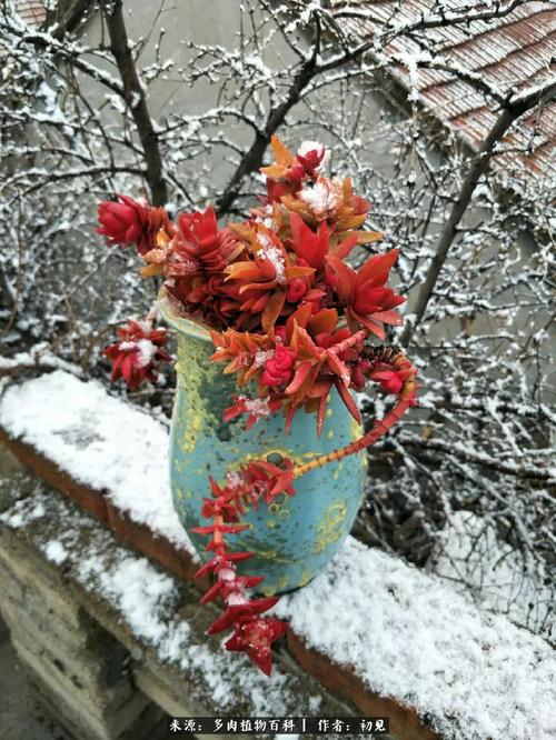 莲花池塘里的红红