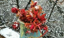 荷塘中的那一抹红