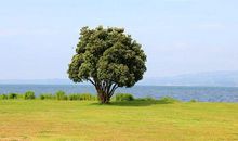 怀念一棵树