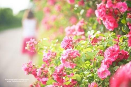 期待春天开花