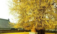 又是那年银杏落