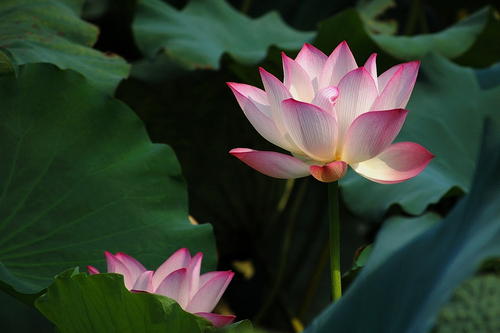 那个莲花