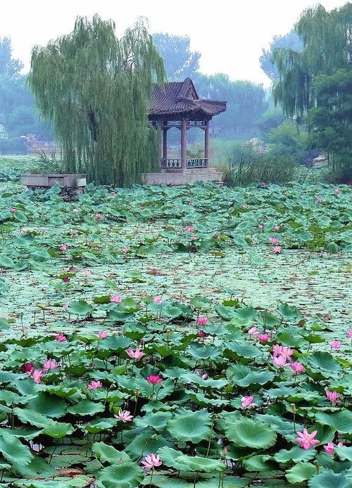 美丽的池塘