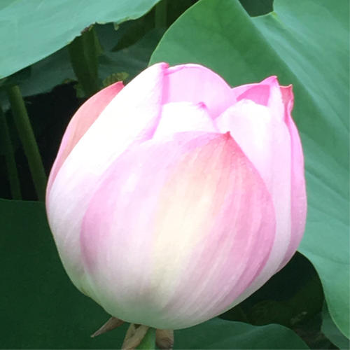 啊，莲花，你是如此美丽。
