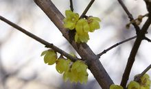 做蜡梅花般的女子