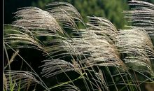 做一棵会思考的苇草