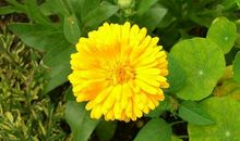 感恩的花，开在到“家”的路上