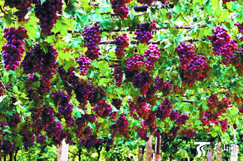 吃一串葡萄，生活哲学？