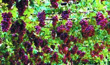 吃串葡萄，还有人生哲理？