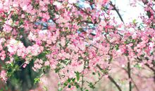 这个春天很幸福