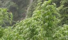 碧峰峡之行_700字