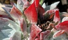 我眼中的叶最美