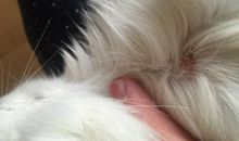 突然发现，猫不见了