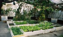 屋顶上的菜园子