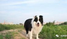 留点时间给那狗