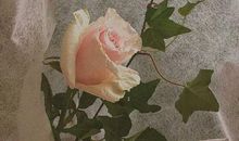 思念在飞花中流淌