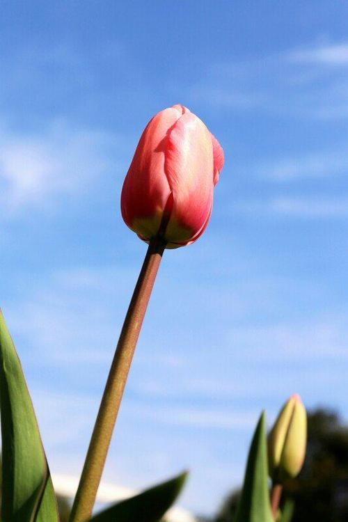 感恩节鲜花在途中